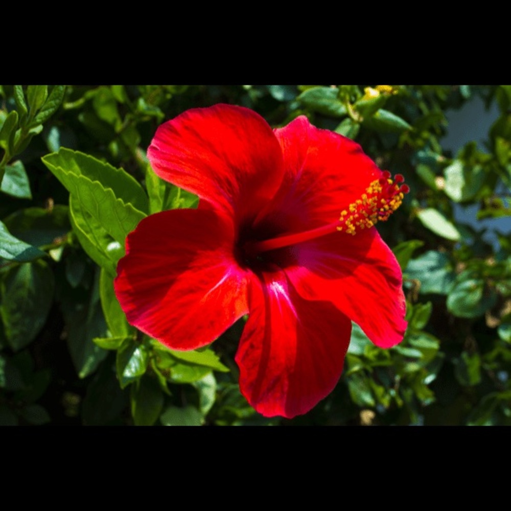 Meet your Posher, Carly